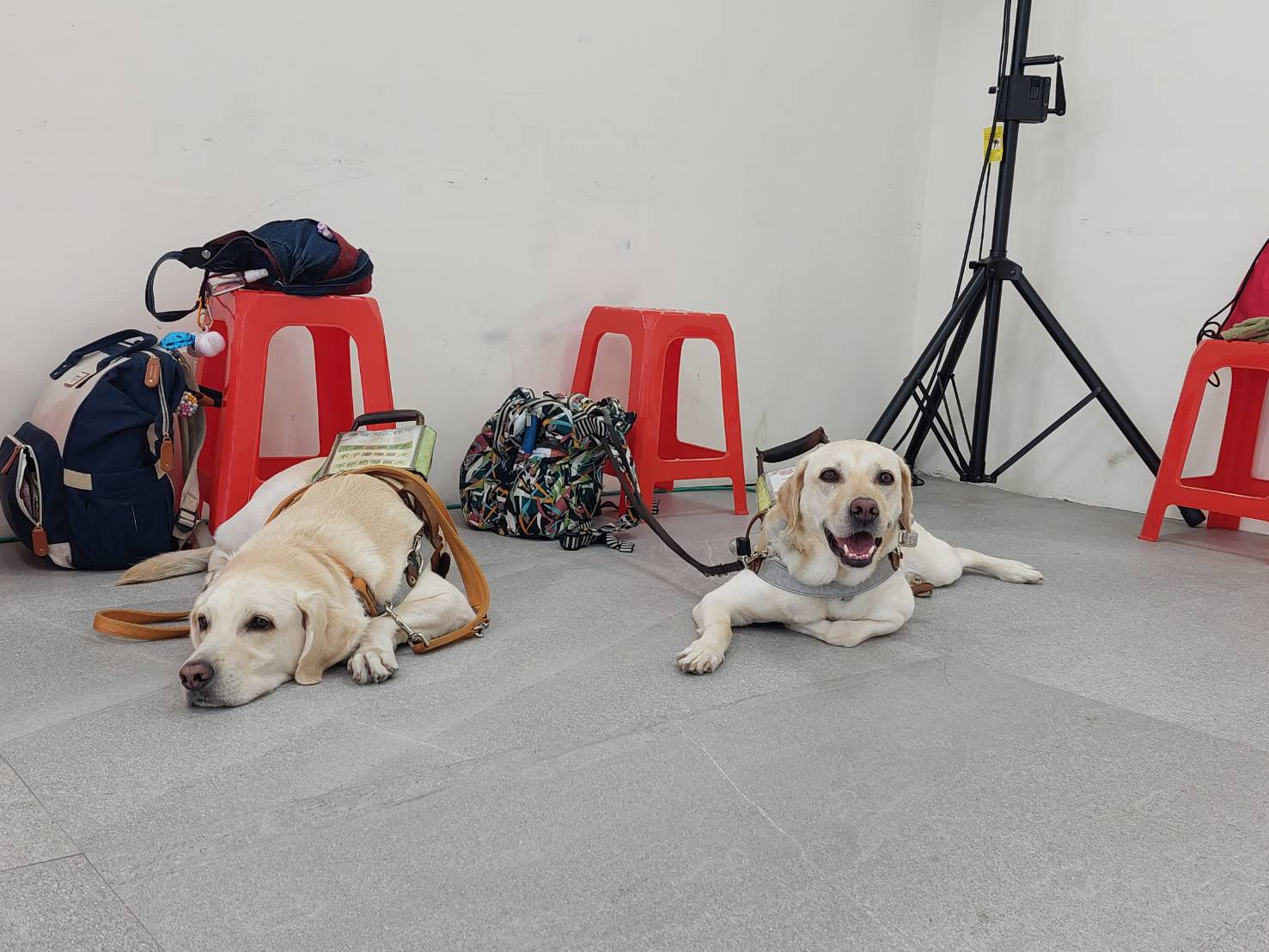 台南惟二導盲犬都在這當舞蹈評審